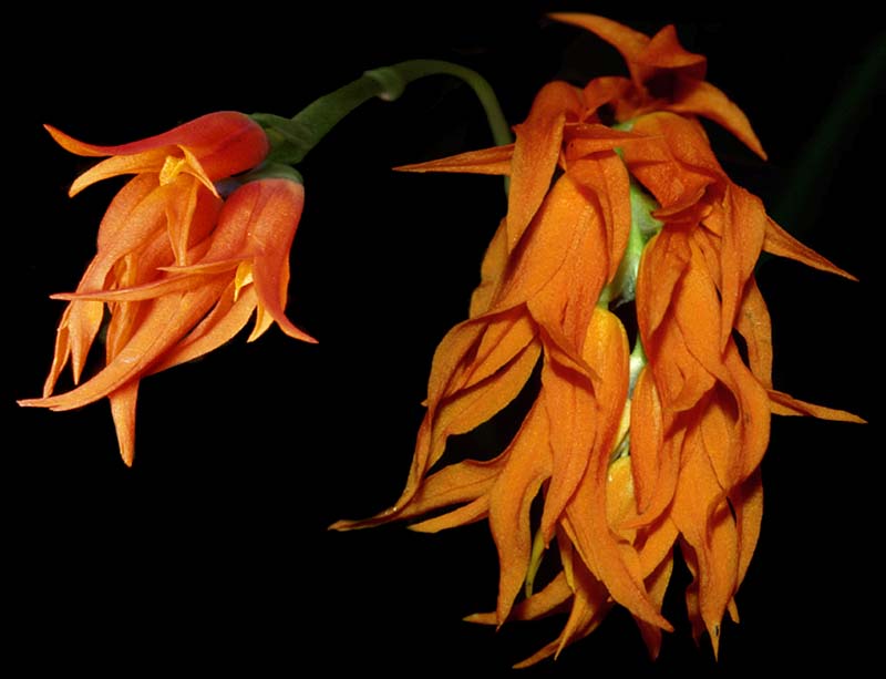 ada_aurantiaca_cd