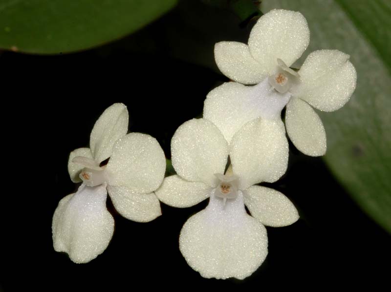 aerangis_citrata2_ws_cd