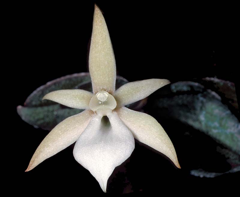 aerangis_curnowiana_cd