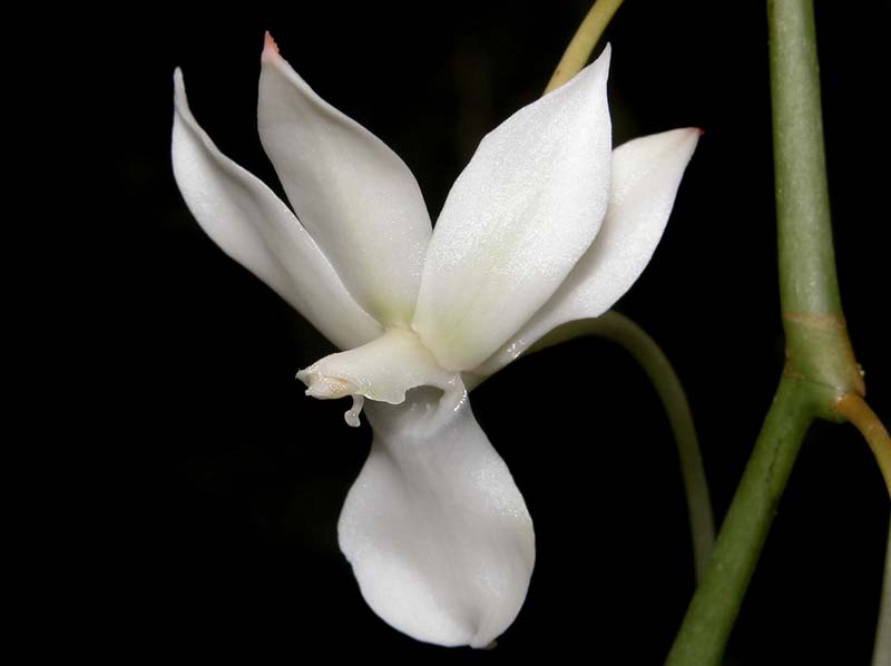 aerangis_ellisii_ellisii