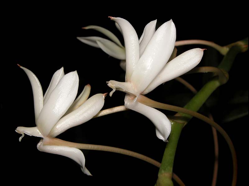 aerangis_ellisii_grandiflorum