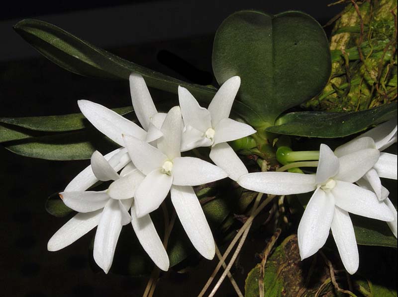 aerangis_fastuosa_ws_cd