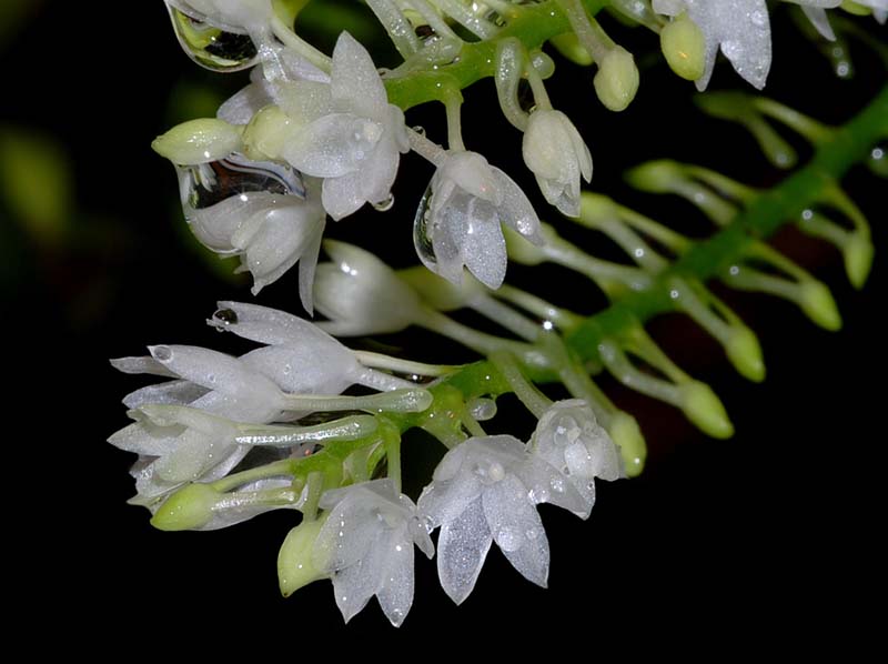 aerangis_hyaloides_ws_cd