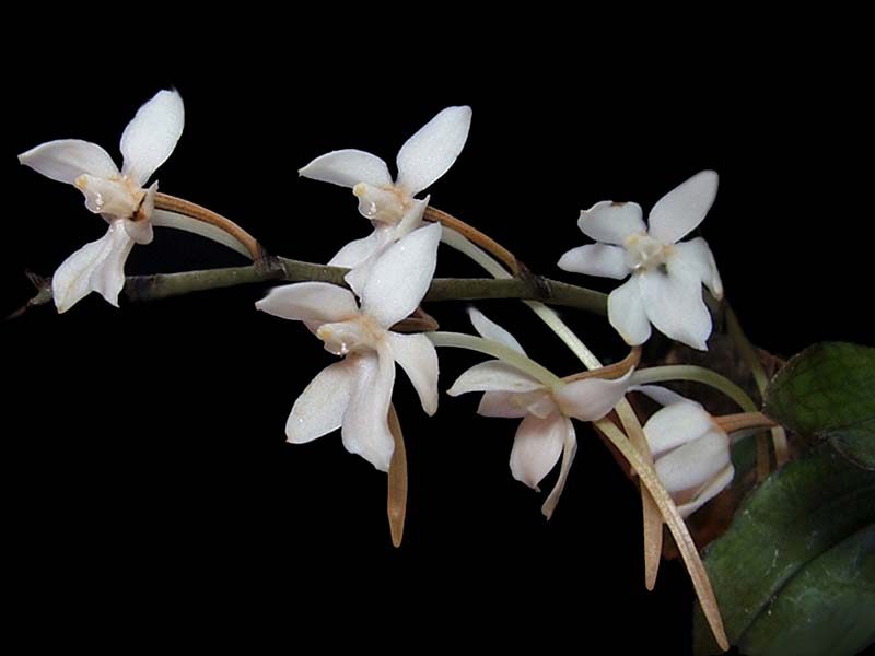 aerangis_mooreana_cd