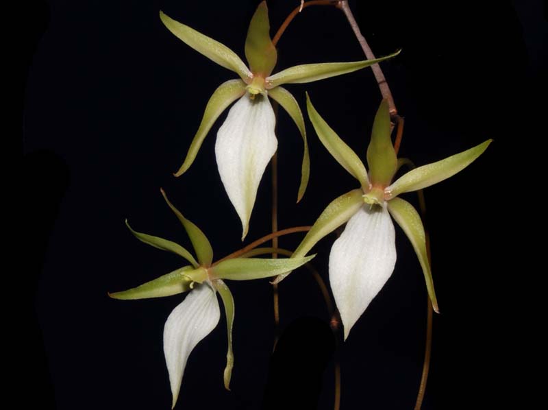 aerangis_umbonata2_ws_cd