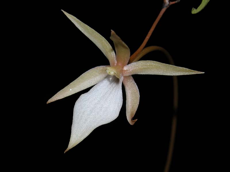 aerangis_umbonata_ws_cd