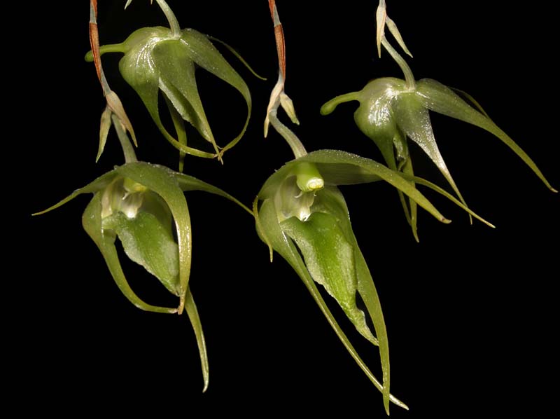 aeranthes_longipes_cd