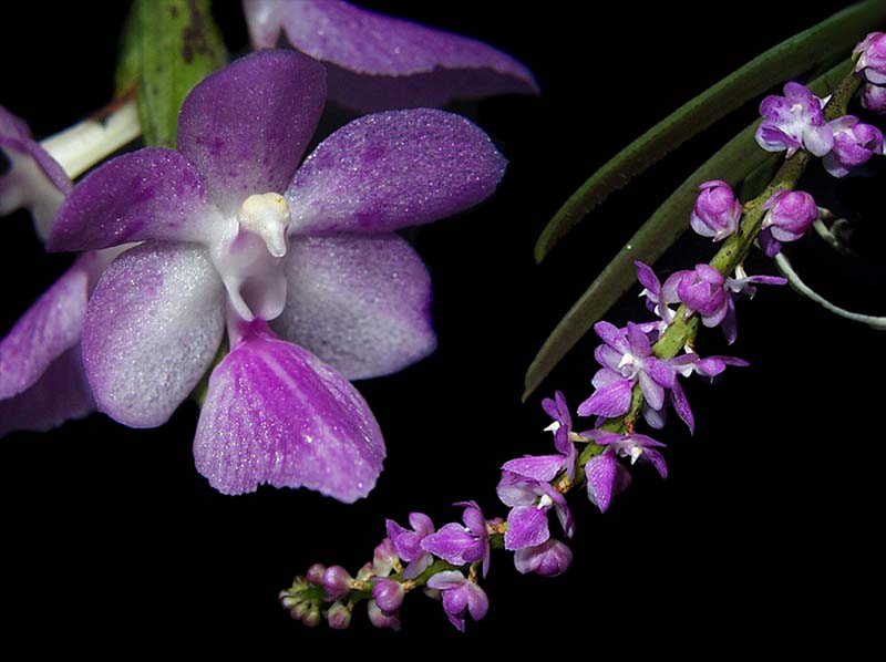 aerides_multiflora_cd