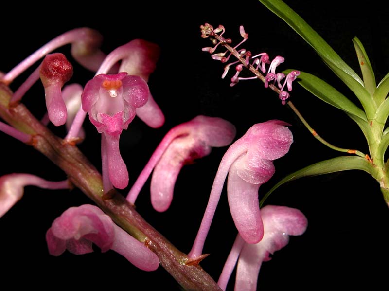 aerides_rubescens2_cd