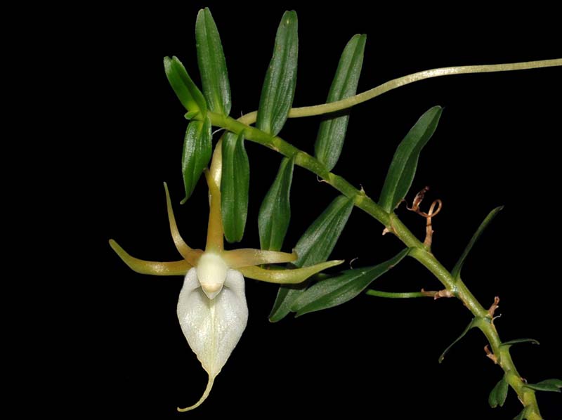 angraecum_arachnites_ws_cd