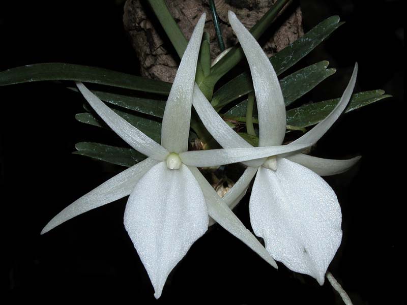 angraecum_didieri_cd