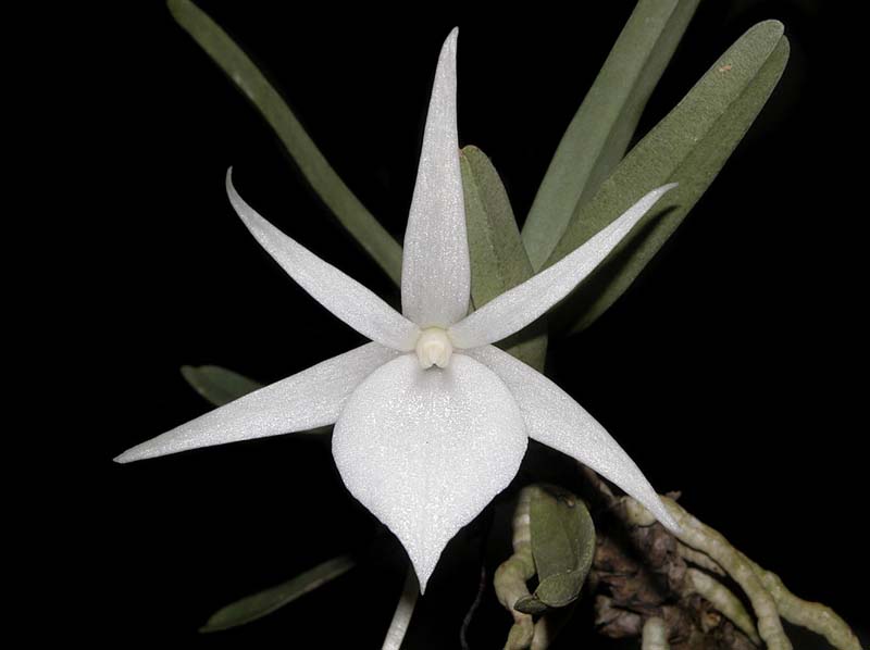 angraecum_didieri_ws_cd