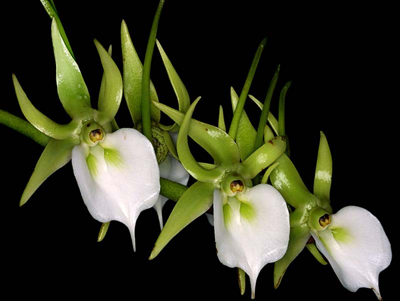 angraecum_eburneum_cd