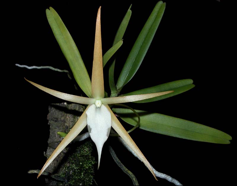 angraecum_elefantinum2_cd