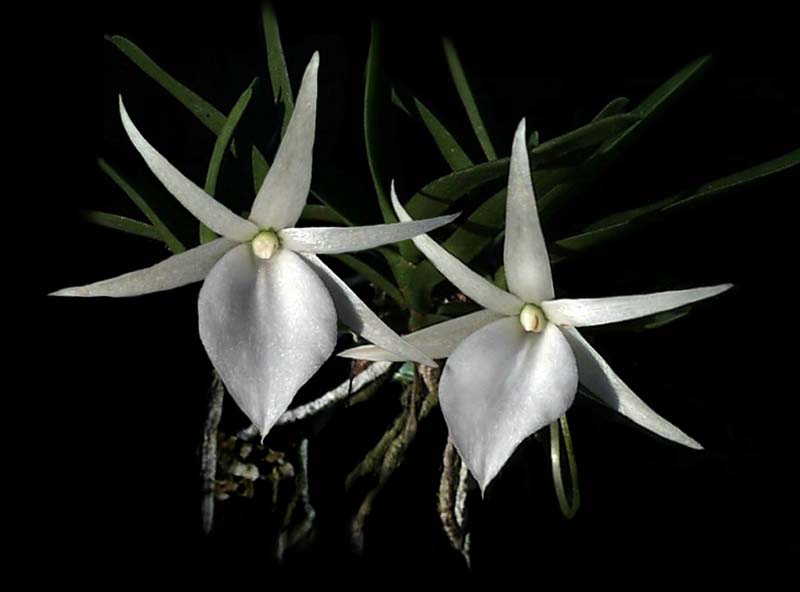 angraecum_elefantinum_cd