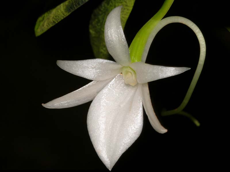 angraecum_equitans_ws_cd