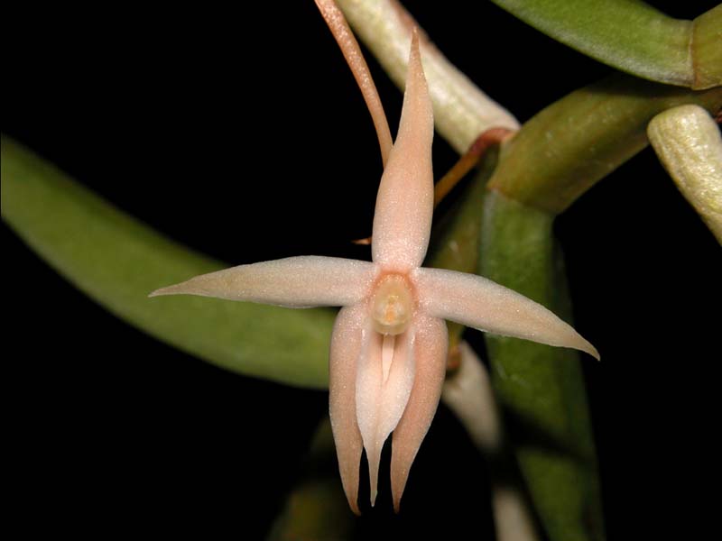 angraecum_erectum_cd