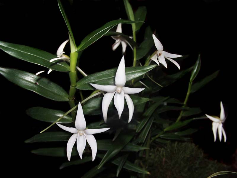 angraecum_mauritianum_cd