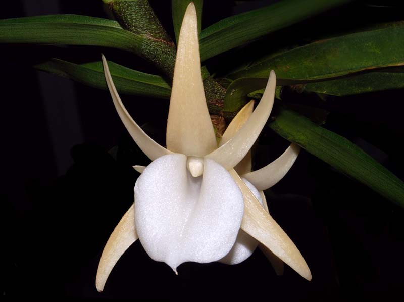 angraecum_obesum_ws_cd