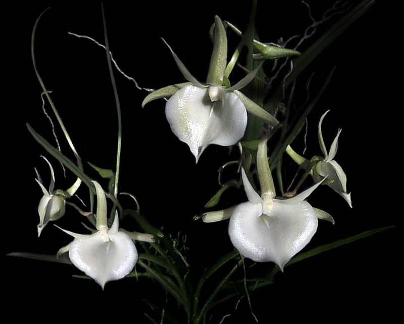 angraecum_scottii_cd