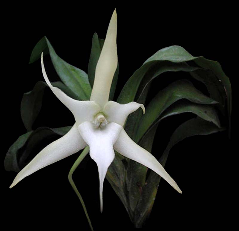 angraecum_sesquipetale_cd