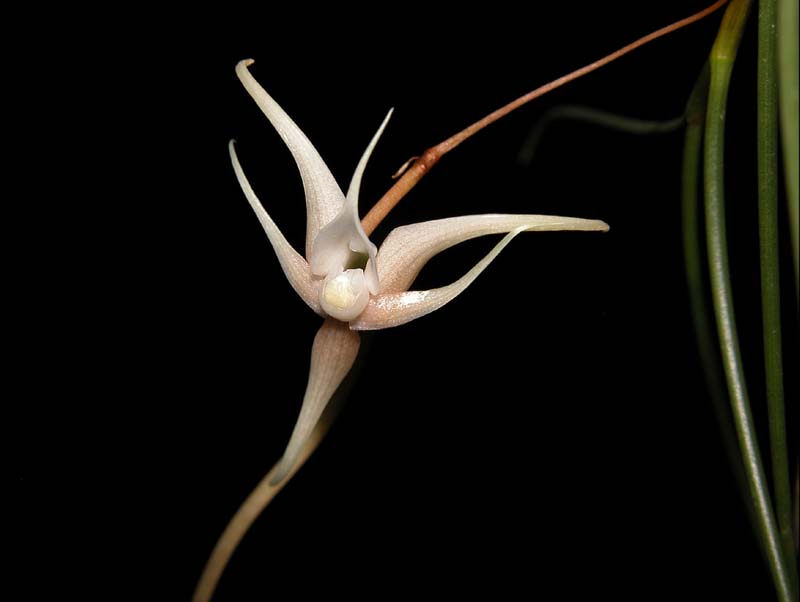 angraecum_teretifolium_cd