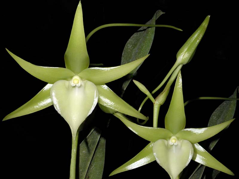 angraecum_veitchii_cd