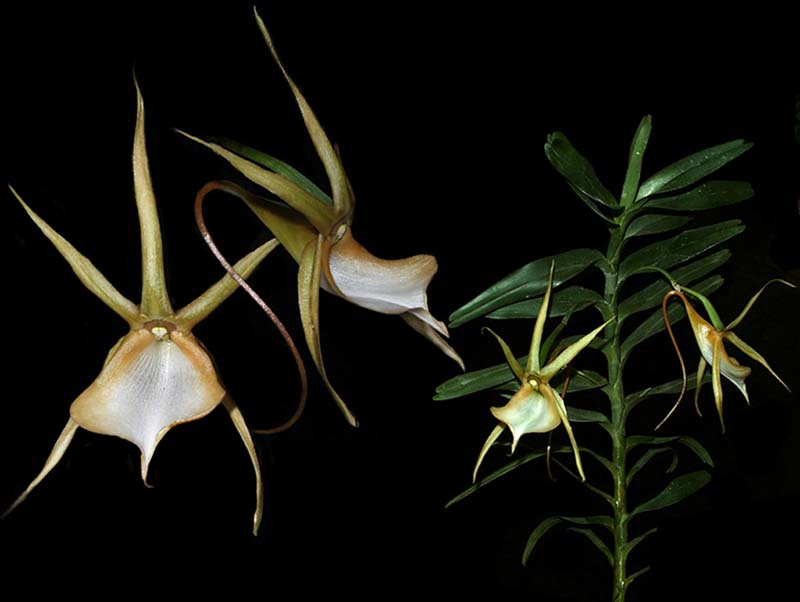 angraecum_vigueri_cd