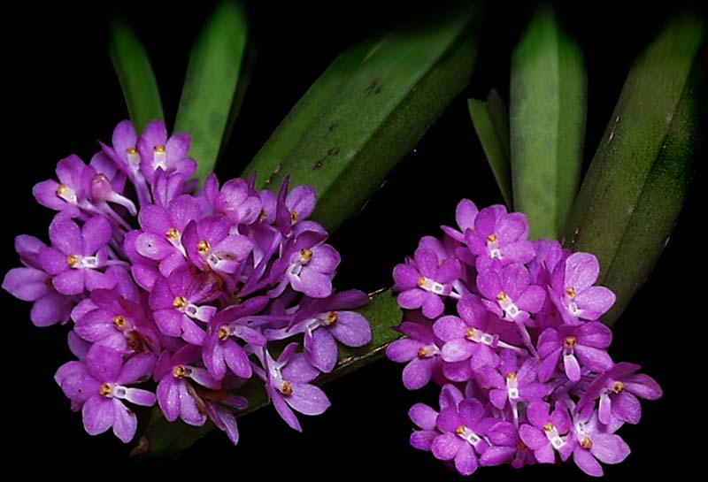 ascocentrum_ampullaceum_cd