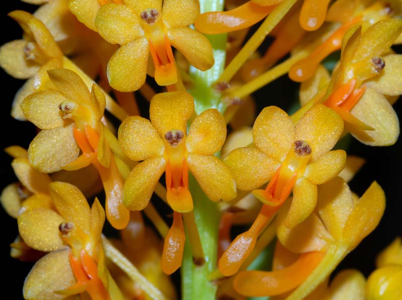 ascocentrum_aurantiacum_ws_cs