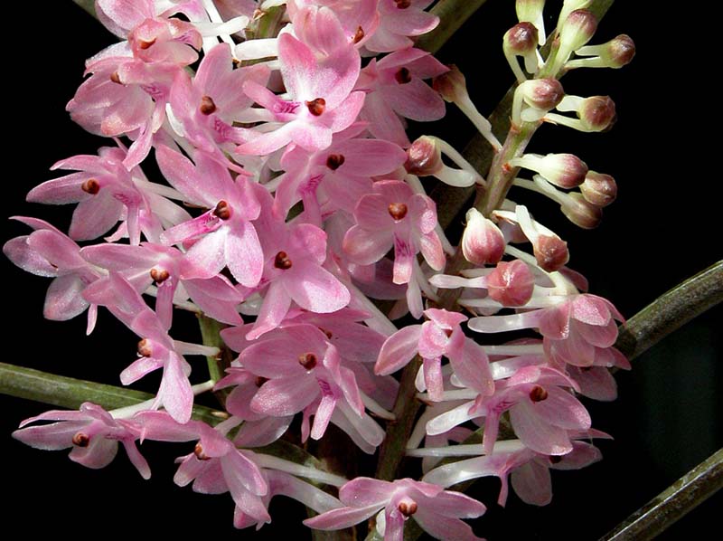 ascocentrum_christensonianum_cd