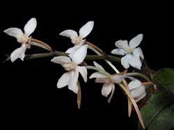 aerangis_mooreana_cd