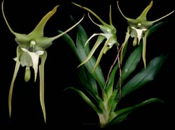 aeranthes_grandiflora_cd