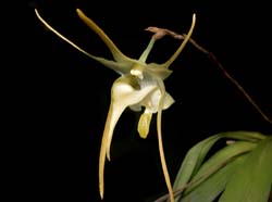 aeranthes_grandiflora_ws_cd