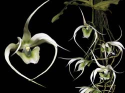 aeranthes_henricii_cd