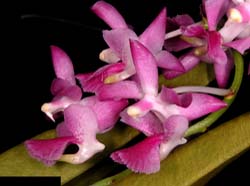 aerides_crassifolium_cd_cd