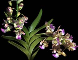 aerides_houlletiana2_cd_cd