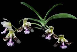 aerides_japonica_cd