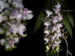 aerides_odorata_cd