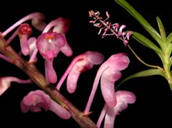 aerides_rubescens2_cd