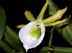 angraecum_eichlerianum_ip_cd