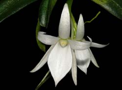 angraecum_equitans2_ws_cd