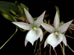 angraecum_leonis_cd