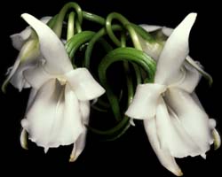 angraecum_magdalenae_cd