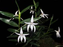 angraecum_mauritianum_cd