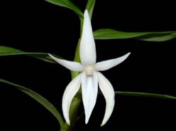 angraecum_mauritianum_ws_cd