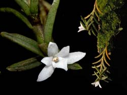 angraecum_spec_mauritius_cd