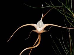 angraecum_teretifolium_ws_cd