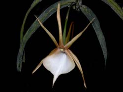 angraecum_vigueri2_cd