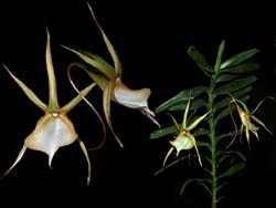 angraecum_vigueri_cd